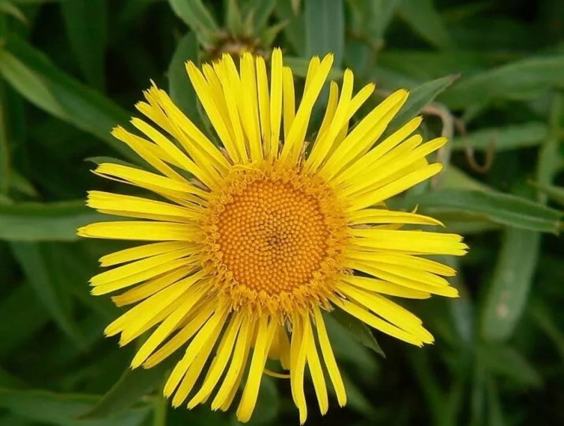 Fűzlevelű peremizs, Inula salicina, etnobotanika